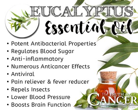 eucalyptus oil benefits aromatherapy