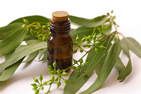 eucalyptus oil for pain