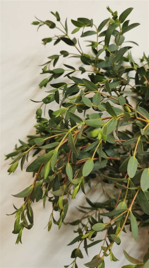 eucalyptus parvifolia