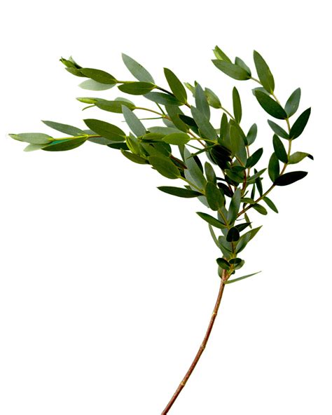 eucalyptus parvifolia green