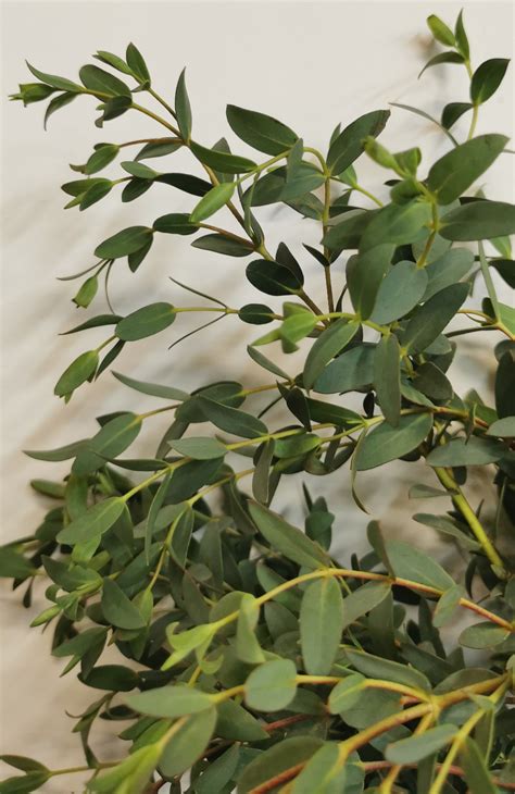 eucalyptus parvifolia plant