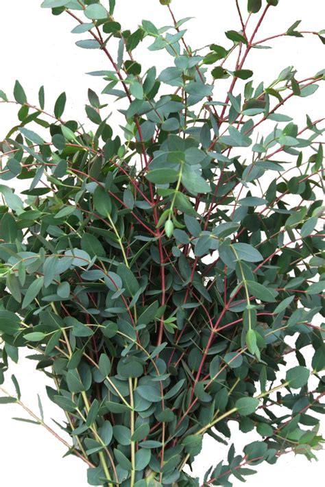 eucalyptus parvifolia winterhart