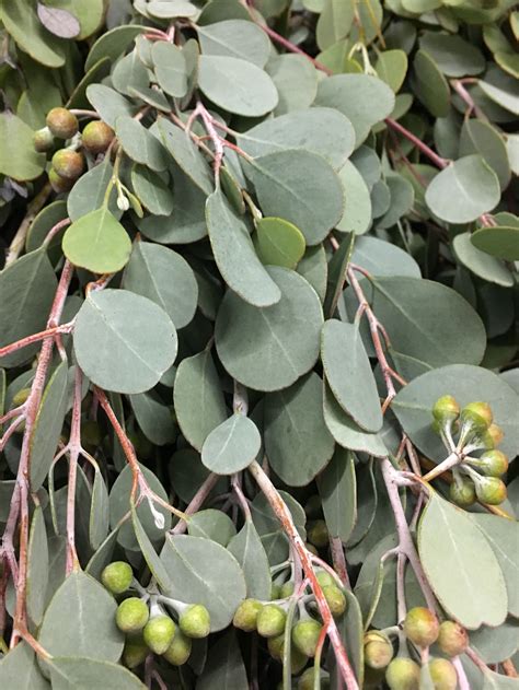 eucalyptus plant