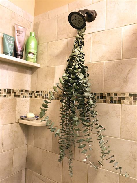 eucalyptus plant for shower