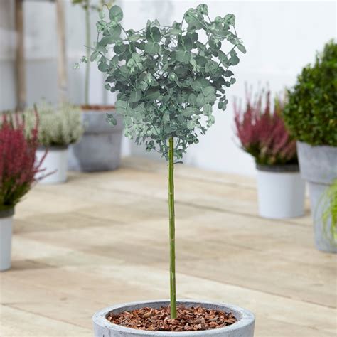 eucalyptus plants for sale uk