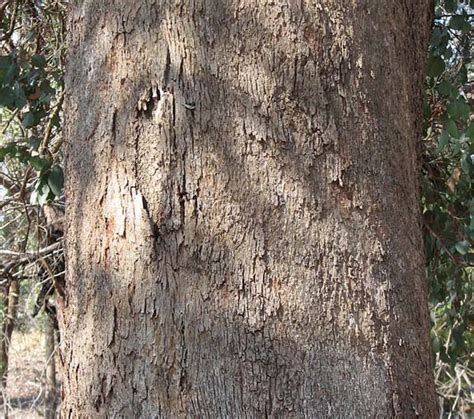 eucalyptus polyanthemos bark