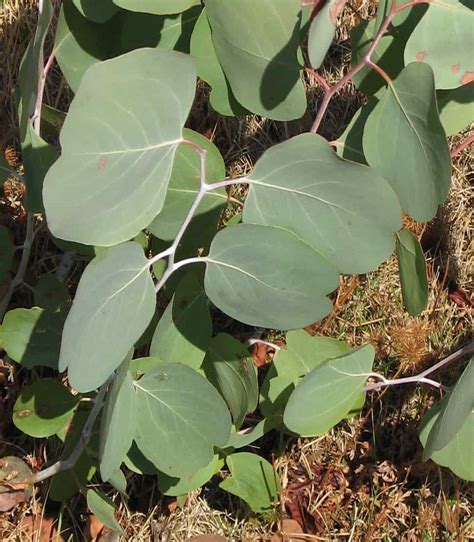 eucalyptus polyanthemos care