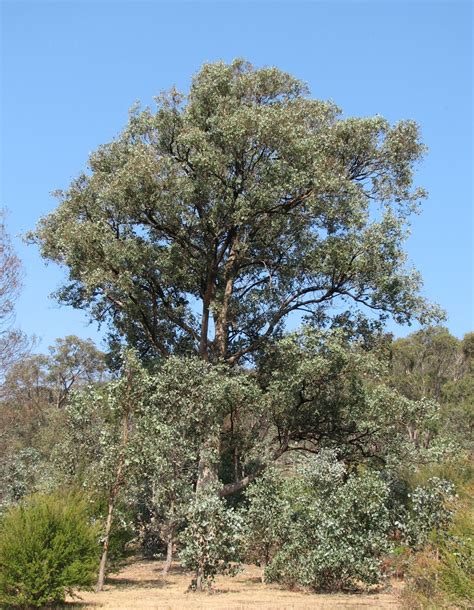 eucalyptus polyanthemos size