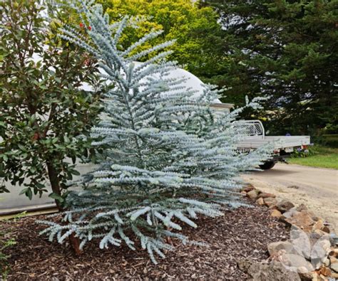 eucalyptus pulverulenta baby blue shrub form