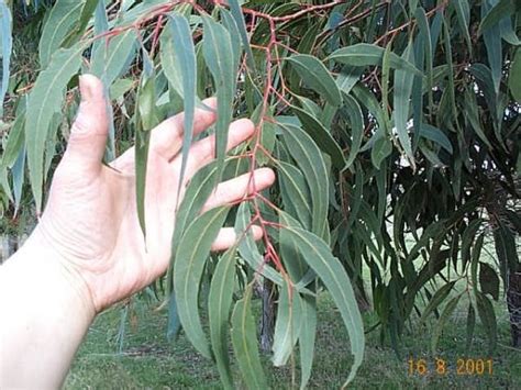 eucalyptus seeds nz