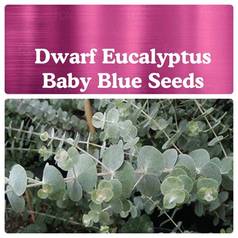 eucalyptus seeds uk