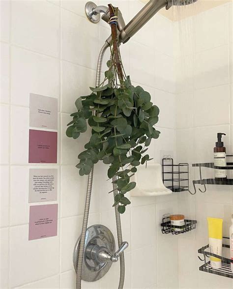 Eucalyptus Shower Cat