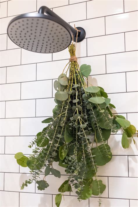 Eucalyptus Shower Reddit