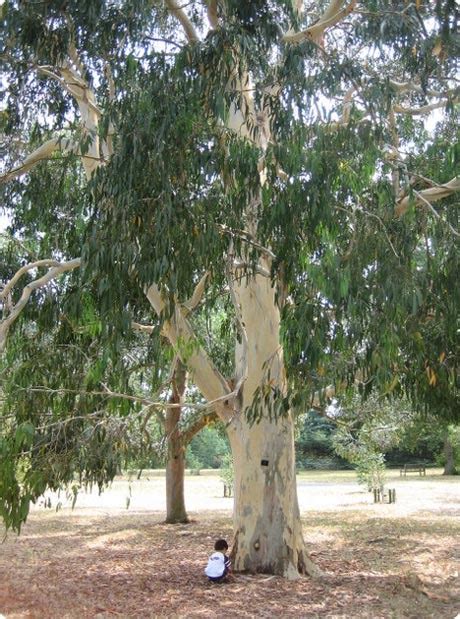 eucalyptus tree facts for kids
