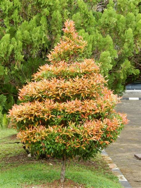 Eugenia Topiary Tree