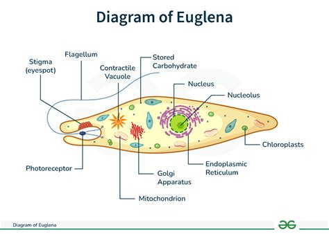 labelled diagram of euglena KristineHaizea
