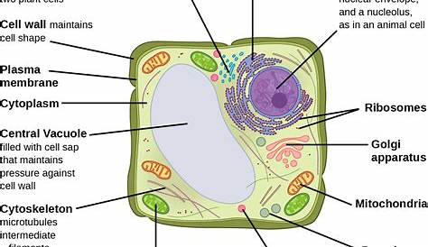 Eukaryotic Plant Cell Parts And Functions The Micro Pinterest Structure