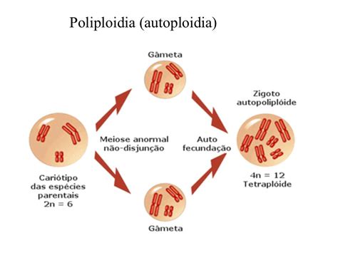 euploidias