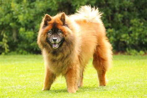 Discover 5 Insights eurasier true dog facts
