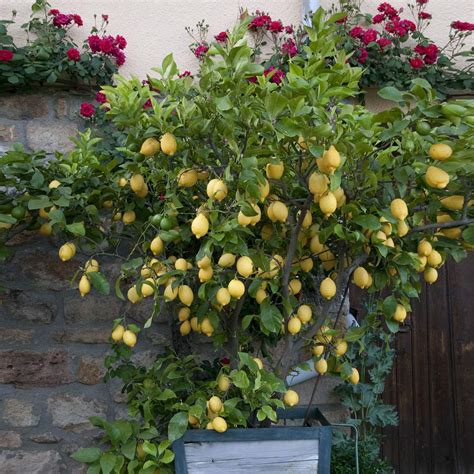 Eureka Lemon Trees for Sale