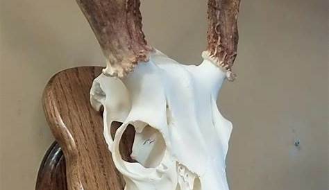 European Deer Mount Plaque Ideas Custom For Skulls Horns Taxidermy