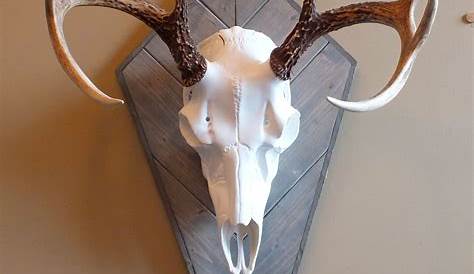 European Deer Mount Plaque Pattern Pallet Whitetail Buck