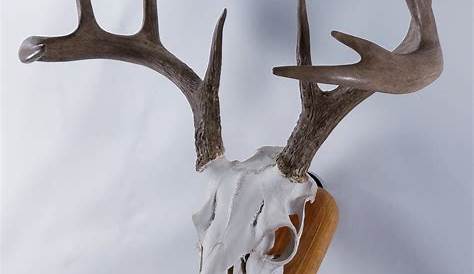 European Deer Mount Plaque Solid Black Walnut Skull Table