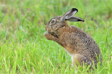 european brown hare size