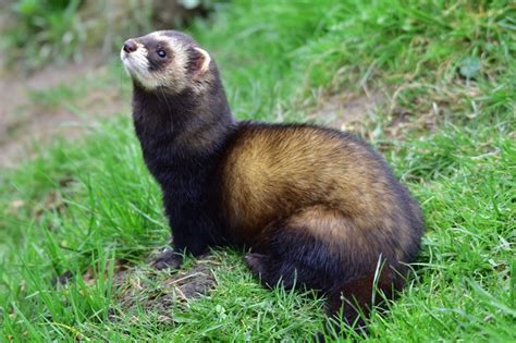 european polecat bred for hunting rabbits