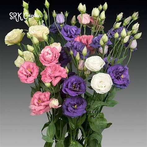 Discover the Exquisite Eustoma Thornless Rose: Perfect Blooms Without a Scratch