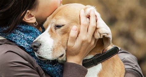 euthanasia for dogs at home uk