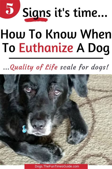 euthanasia for dogs near me cost