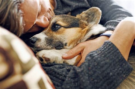 euthanasia pet at home vs vet