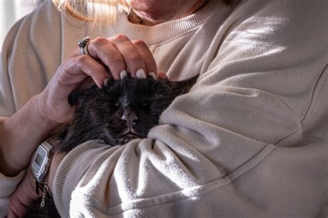 Euthanize Cat Behavior Problems