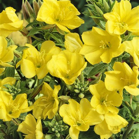Evening Primrose Plant Types