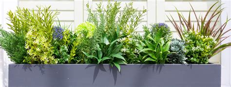 Evergreen Flower Boxes