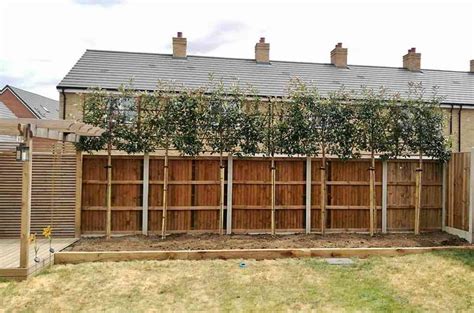 Evergreen Pleached Trees For Screening