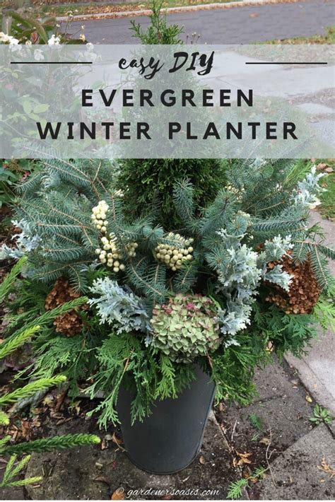 Evergreen Pots For Winter