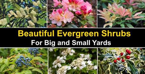 Evergreen Shrubs Names