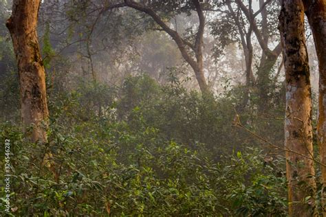 Evergreen Trees Of Assam