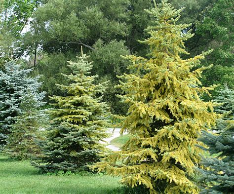 Evergreen Trees Turning Yellow