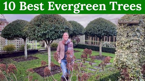Evergreen Trees Youtube