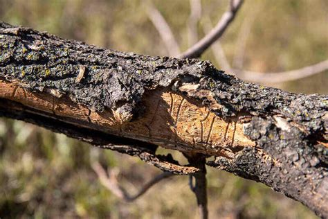 Ash dieback Deadly tree fungus spreading 