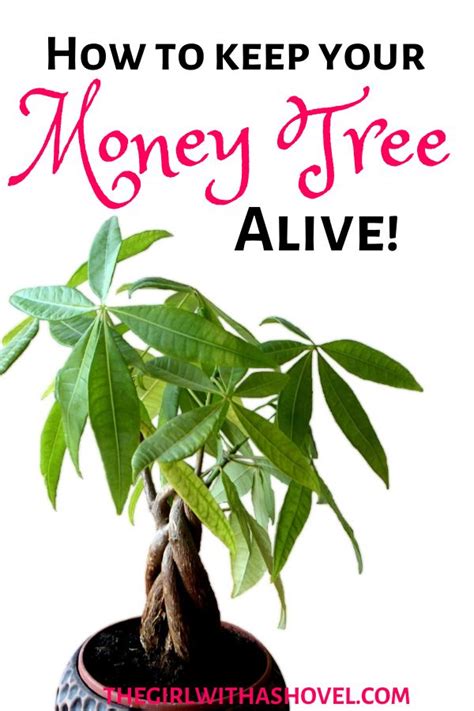 Diagnosing Your Money Tree and Steps to Recovery The Healthy Houseplant