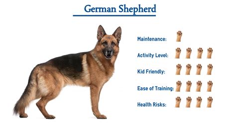 everything to know about german shepherds