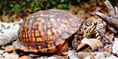 Everything You Need For A Box Turtle