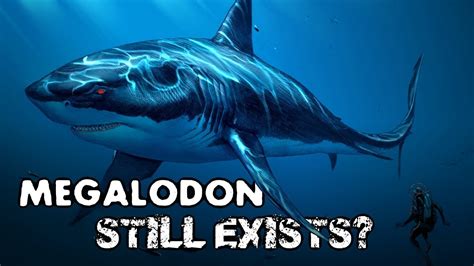 evidence megalodon still exists