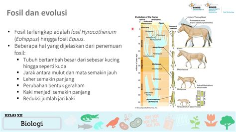 Mengapa Fosil Dapat Dijadikan Sebagai Petunjuk Adanya Evolusi?