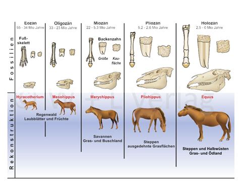 List Of Evolution Der Pferde Unterrichtsmaterial Updated