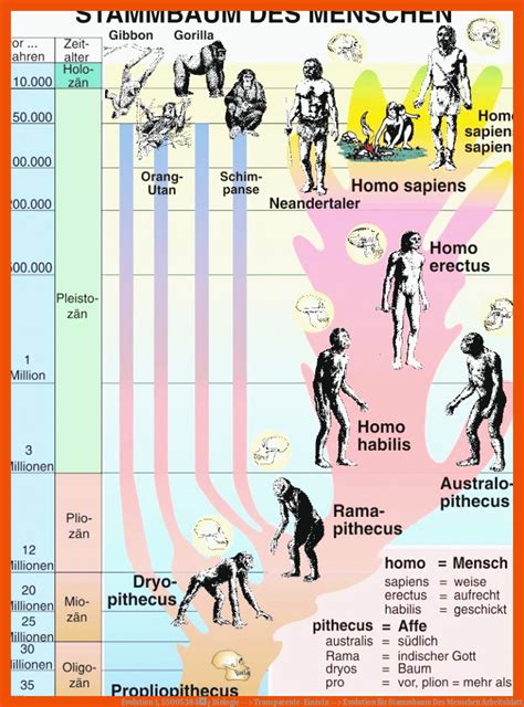 Evolution des Menschen volläständig erklärt StudyHelp Biologie